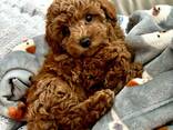 Poodle puppy - фото 2