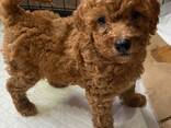 Poodle puppy - фото 3