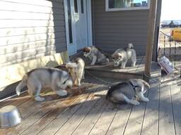 Prachtige Alaskan Malamute-puppy's klaar voor een liefdevol thuis