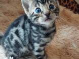 Prachtige Bengaalse kittens – Thuis opgevoed &amp; Mooi - фото 3