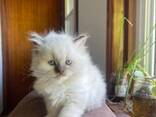 Prachtige Britse langhaar kittens - photo 1