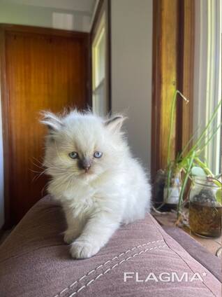 Prachtige Britse langhaar kittens