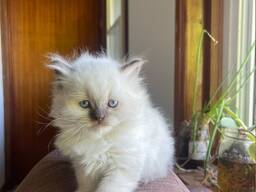 Prachtige Britse langhaar kittens