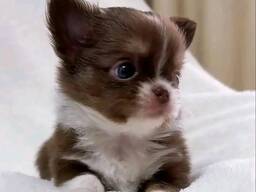 Prachtige chihuahua pups met Kc reg champ bloedlijnen