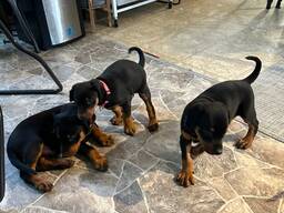 Prachtige Doberman Pinscher-puppy's klaar voor een liefdevol thuis