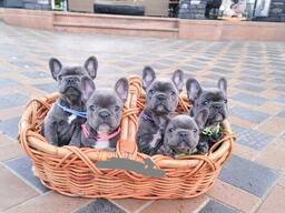 Prachtige Franse Bulldog-puppy's te koop