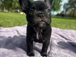 Prachtige French bulldog