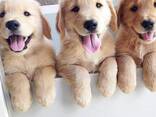 Prachtige Golden Retriever pup van 10 weken oud – klaar voor een liefdevol thuis! - фото 1