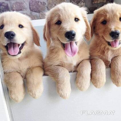Prachtige Golden Retriever pup van 10 weken oud – klaar voor een liefdevol thuis!