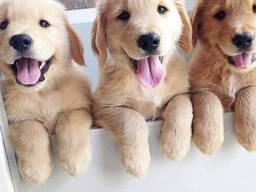 Prachtige Golden Retriever pup van 10 weken oud – klaar voor een liefdevol thuis!