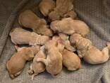 Prachtige Golden Retriever pup van 10 weken oud – klaar voor een liefdevol thuis! - фото 1