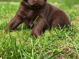 Prachtige Labradorpuppy's van 8 weken oud beschikbaar
