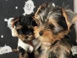 Prachtige mannelijke en vrouwelijke Yorkshire terriërs pups. - фото 1
