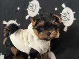 Prachtige mannelijke en vrouwelijke Yorkshire terriërs pups. - фото 2