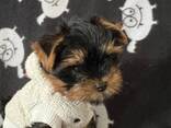 Prachtige mannelijke en vrouwelijke Yorkshire terriërs pups. - фото 3