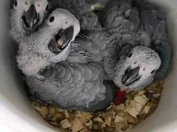 Prachtige, met de hand grootgebrachte baby ara papegaaien. WhatsApp me op. .. ..