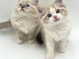 Prachtige Ragdoll kittens