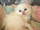 Prachtige Ragdoll-kittens zoeken een liefdevol thuis voor altijd! - photo 1