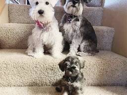 Prachtige raszuivere Miniatuur Schnauzer