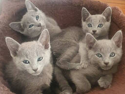 Prachtige Russisch Blauwe kittens WhatsApp me op. .. ..