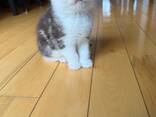 Prachtige Scottish Fold-kittens zijn klaar voor een liefdevol thuis. - фото 1