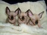 Prachtige Sphynx kittens met blauwe ogen. .. WhatsApp ons op: - фото 1
