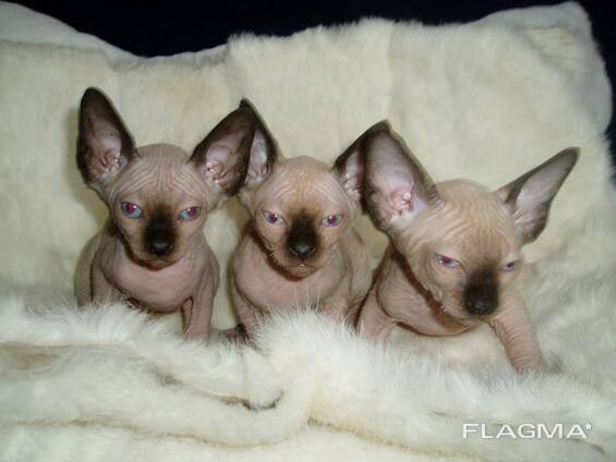 Prachtige Sphynx kittens met blauwe ogen. .. WhatsApp ons op: