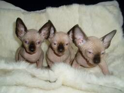 Prachtige Sphynx kittens met blauwe ogen. .. WhatsApp ons op: 27848239748