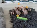Prachtige Sphynx kittens met blauwe ogen. .. WhatsApp ons op: - фото 2