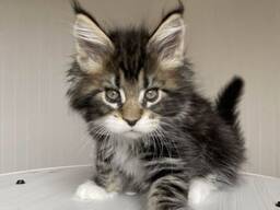 3 prachtige Maine Coon kittens in prijs verlaagd