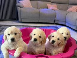 Prachtige, stevige golden retriever pups