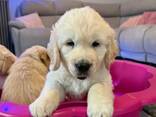 Prachtige, stevige golden retriever pups - photo 3