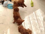 Prachtige Toy Poodle-puppy's - фото 1