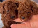 Prachtige Toy Poodle-puppy's - фото 3