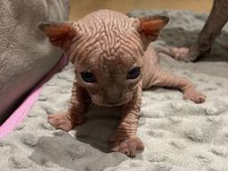 Prachtige vrouwelijke Sphynx-kittens