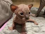 Prachtige vrouwelijke Sphynx-kittens - photo 1