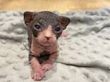 Prachtige vrouwelijke Sphynx-kittens - photo 3