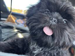 Premium-quality Shih Tzu
