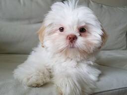 Premium-Quality Shih Tzu