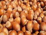 Premium Raw Hazelnut Kernels Bulk Wholesale 11-13mm / 13-15mm Grade AA Natural Dried Blanc - photo 1