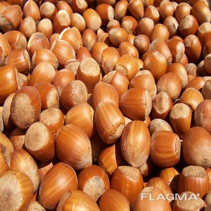 Premium Raw Hazelnut Kernels Bulk Wholesale 11-13mm / 13-15mm Grade AA Natural Dried Blanc