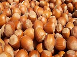 Premium Raw Hazelnut Kernels Bulk Wholesale 11-13mm / 13-15mm Grade AA Natural Dried Blanc