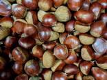 Premium Raw Hazelnut Kernels Bulk Wholesale 11-13mm / 13-15mm Grade AA Natural Dried Blanc - фото 2