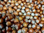 Premium Raw Hazelnut Kernels Bulk Wholesale 11-13mm / 13-15mm Grade AA Natural Dried Blanc - photo 5