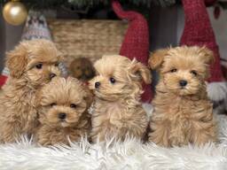 Maltipoo puppy's te koop