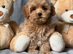 Продаются щенки мальтипу F1