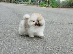 Продаются щенки шпицепомеранского шпица.