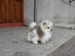 Продаются щенки шпицепомеранского шпица. - фото 2