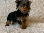 Yorkshire puppies - фото 1