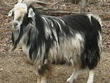 Quality cattle - photo 2